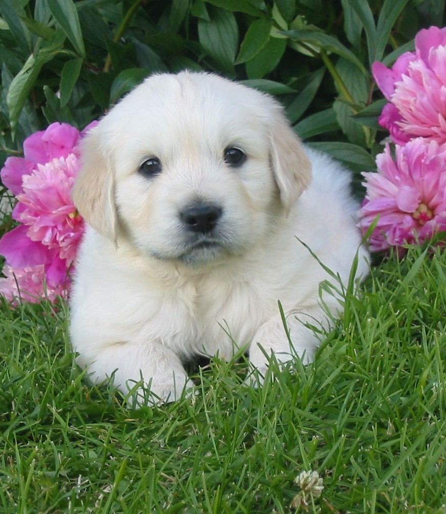 Golden kennels store